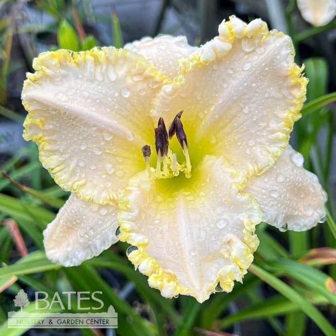#1 Hemerocallis Marque Moon/ White Daylily