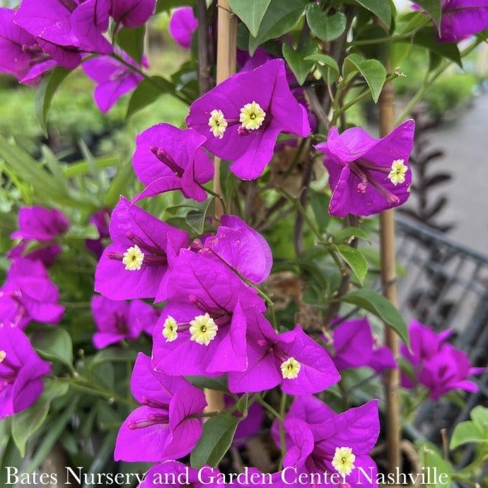 Tropical #1 Bougainvillea Purple Queen - No Warranty