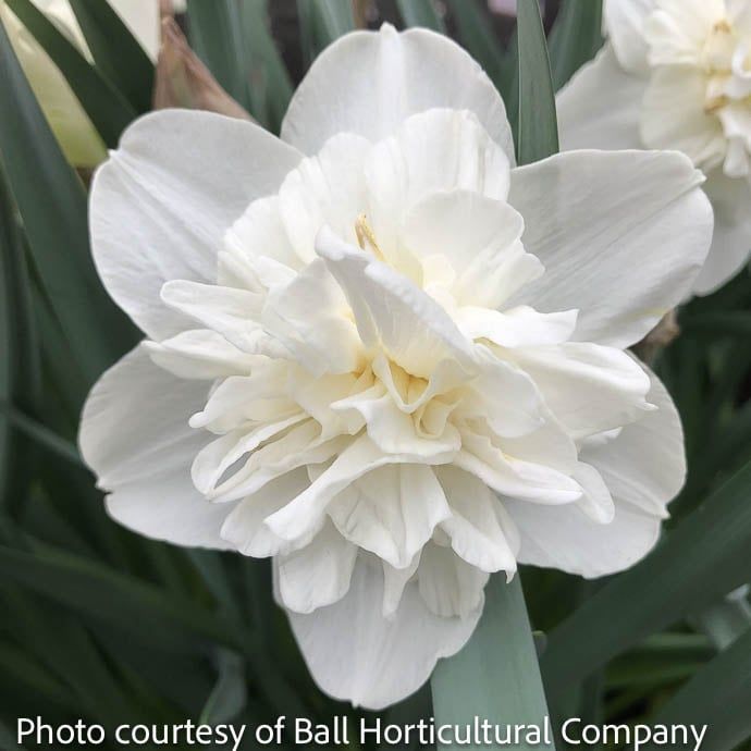 Bulb Daffodil/Narcissus Obdam /white Double 7/pk