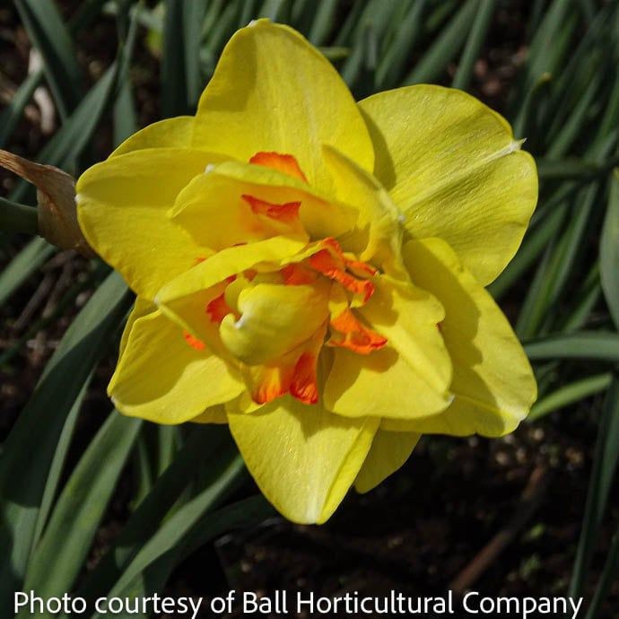 Bulb Daffodil/Narcissus Tahiti /yellow &amp; orange Double 7/pk