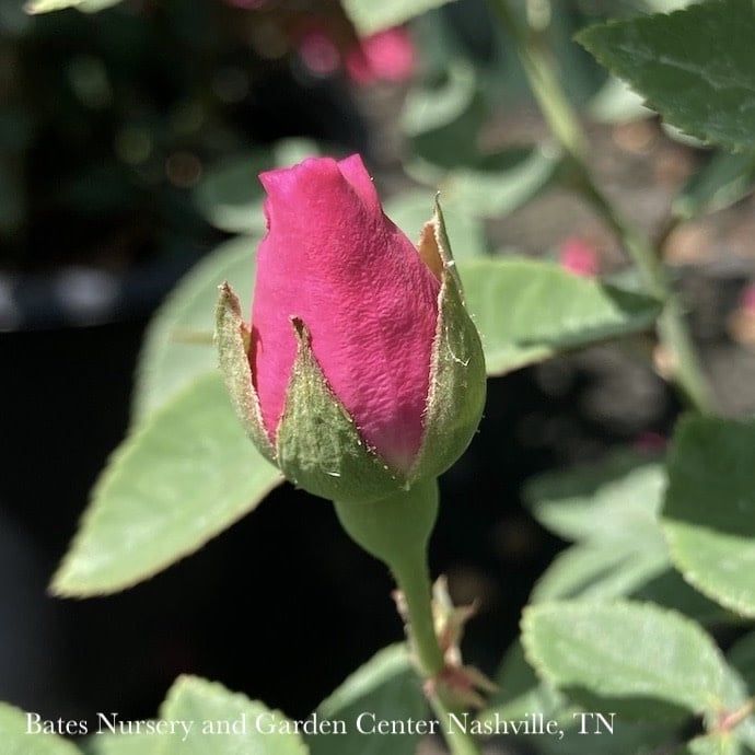 #5 Rosa Zephirine Drouhin/ Pink Climbing Rose Pink - No Warranty
