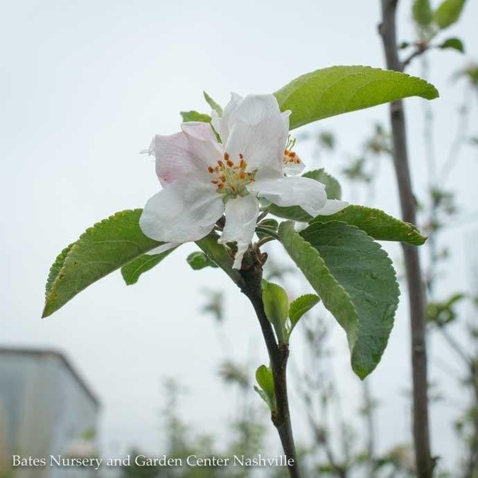 Edible #7 Malus Wolf River/ Semi-dwarf MidSeason Apple