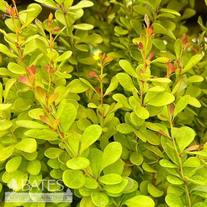 #1 Berberis thun Golden Rocket/ Barberry