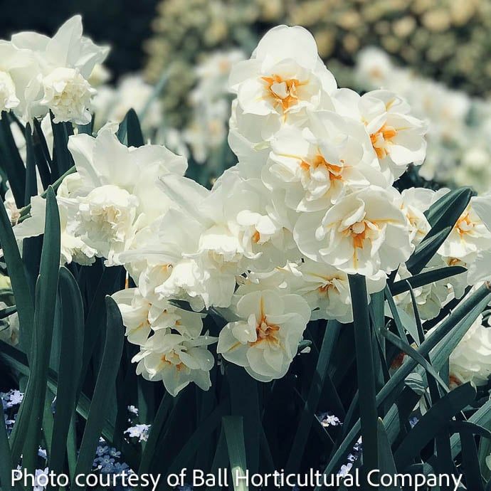 Bulb Daffodil/Narcissus Acropolis /white &amp; orange Double 7/pk