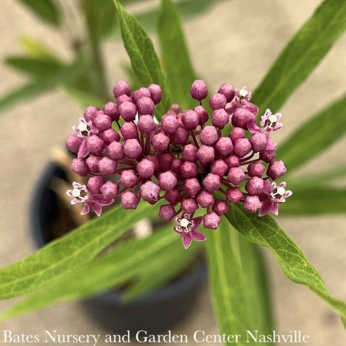 #1 Asclepias inc Cinderella/ Pink Swamp Milkweed Native (TN)