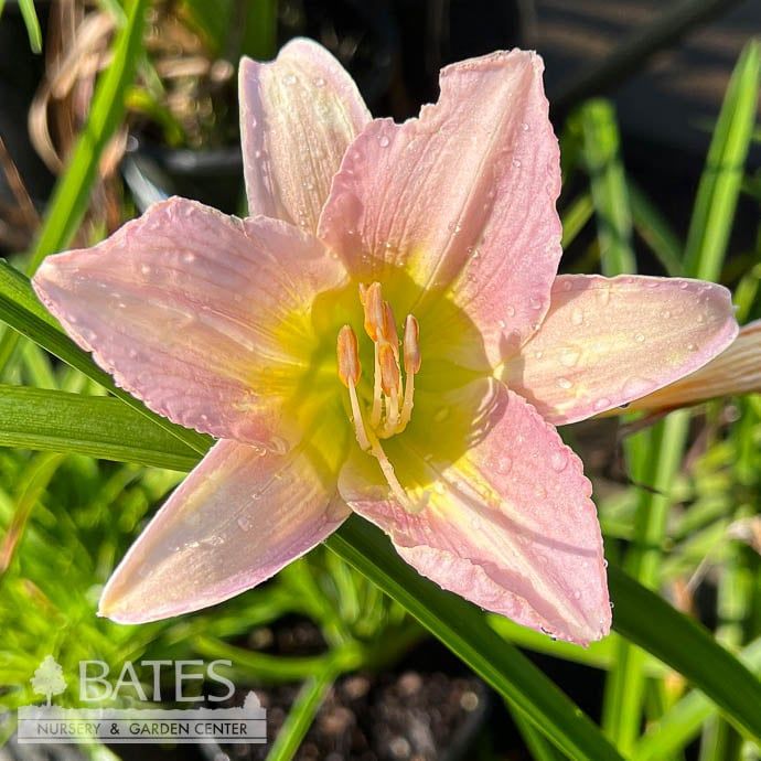 #1 Hemerocallis Catherine Woodberry/ Daylily