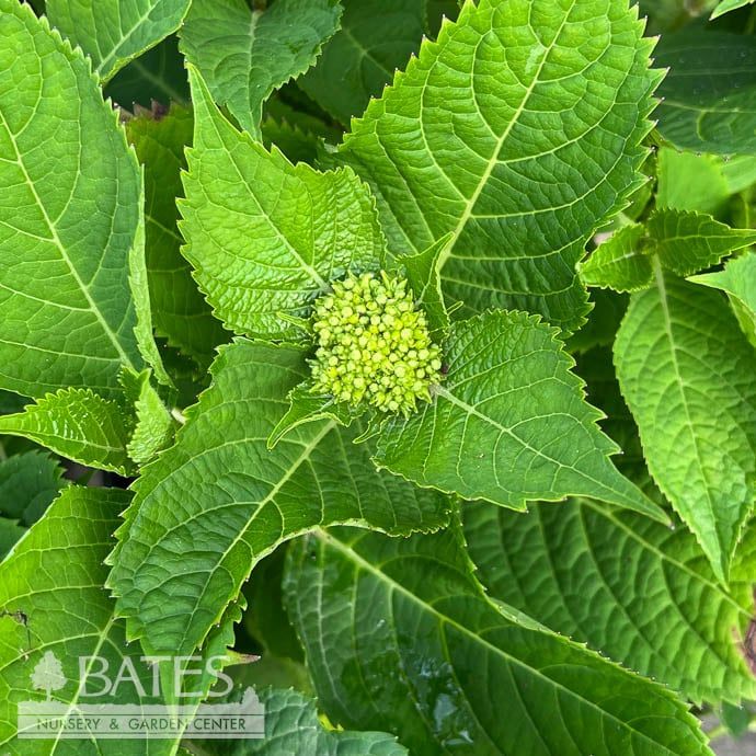 #3 Hydrangea mac Nantucket Blue/ Bigleaf