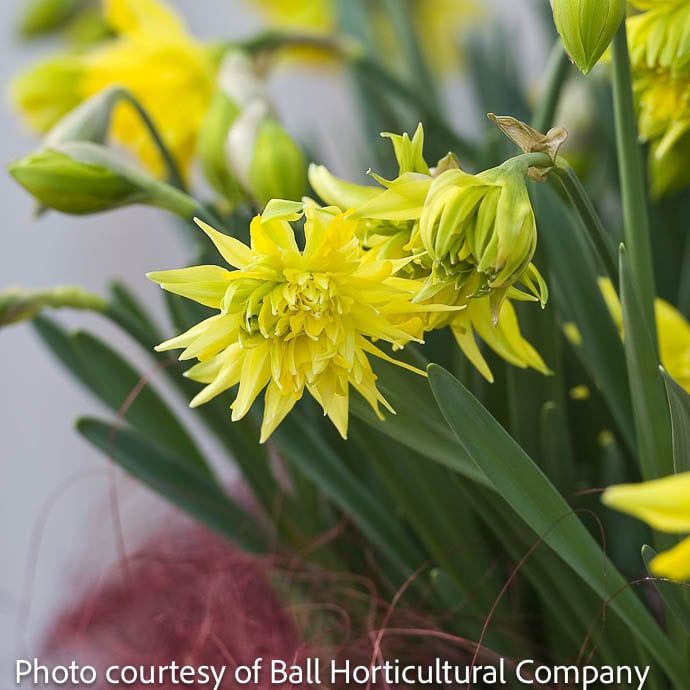 Bulb Daffodil/Narcissus Rip Van Winkle /yellow Double 7/pk