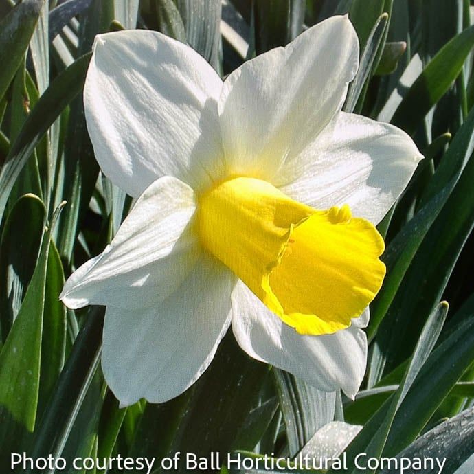 Bulb Daffodil/Narcissus Holland Sensation /white w/ yellow cup Trumpet 7/pk