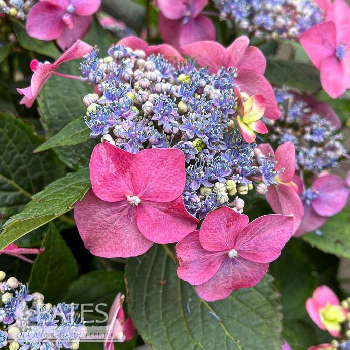 #2 Hydrangea serr Seaside Serenade &#39;Cape May&#39;/ Mountain/ Dwarf Blue to Pink Lacecap