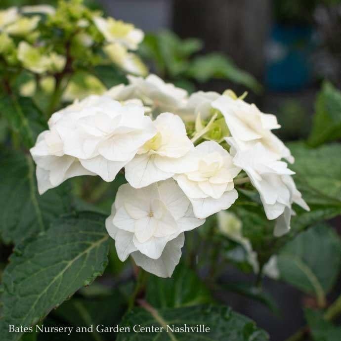 #1 Hydrangea mac Double Delights &#39;Wedding Gown&#39;/ Compact White Bigleaf Lacecap Rebloom