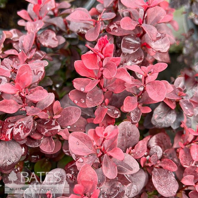 #5 Berberis thun Concorde/ Barberry