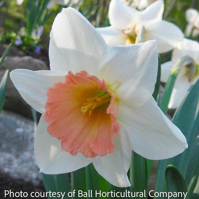 Bulb Daffodil/Narcissus Pink Charm/ White w/Pink cup / Large Cup 7/pk