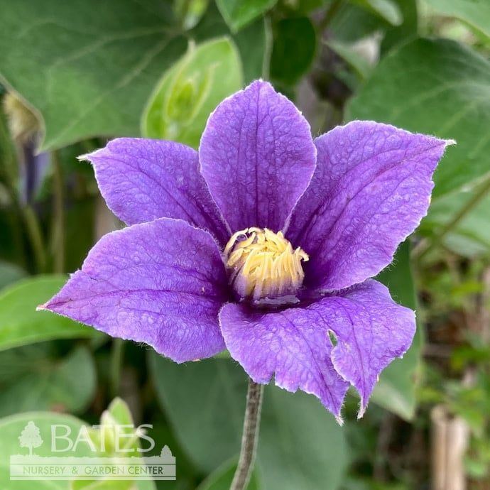 #2 Clematis x Arabella/ Blue-violet