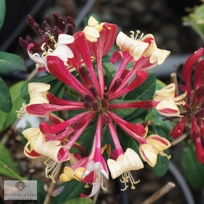 #1 Lonicera periclymenum Peaches &amp; Cream/ Honeysuckle