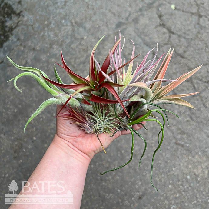 Tillandsia / Air Plant Small Asst each