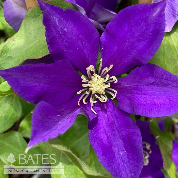 #2 Staked Clematis vitacella Boulevard &#39;Olympia&#39;/ Compact Purple