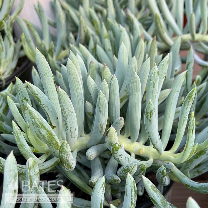 Tropical #1 Senecio talinoides var. mandraliscae/ Blue Finger