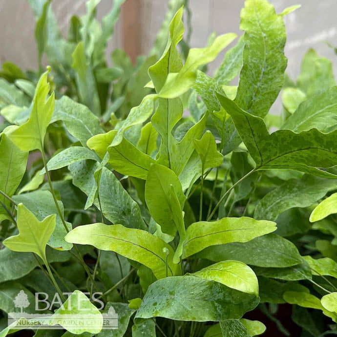 4p! Fern - Blue Star Fern /Blue Crisp /Tropical