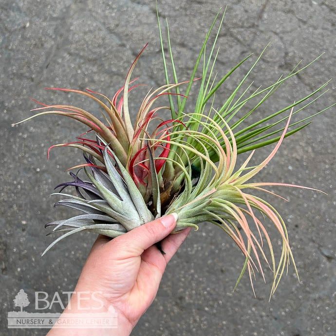 Tillandsia / Air Plant Medium Asst each