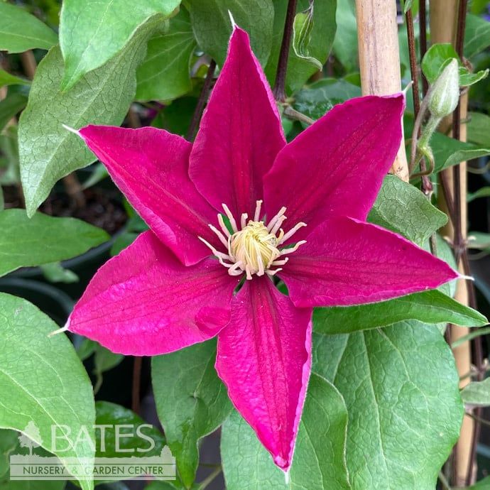 #2 Clematis viticella Boulevard &#39;Acropolis&#39;/ Compact Pink
