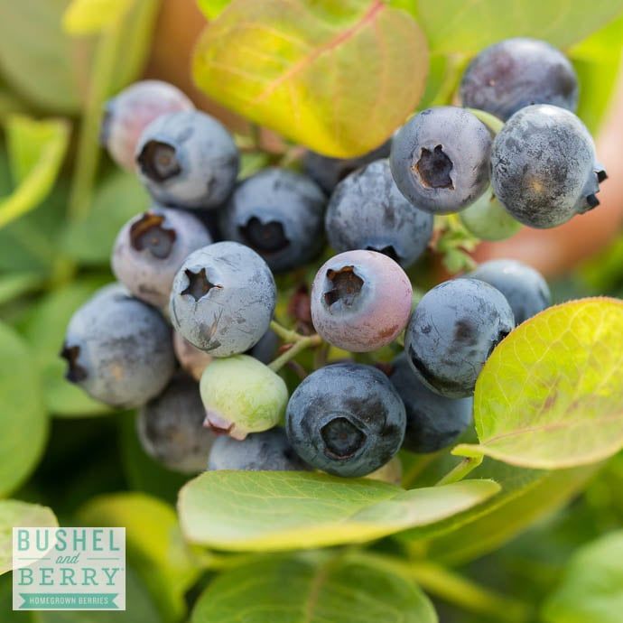 Edible #2 Vaccinium cory Bushel and Berry &#39;Peach Sorbet&#39;/ Dwarf Highbush Blueberry Native (TN)