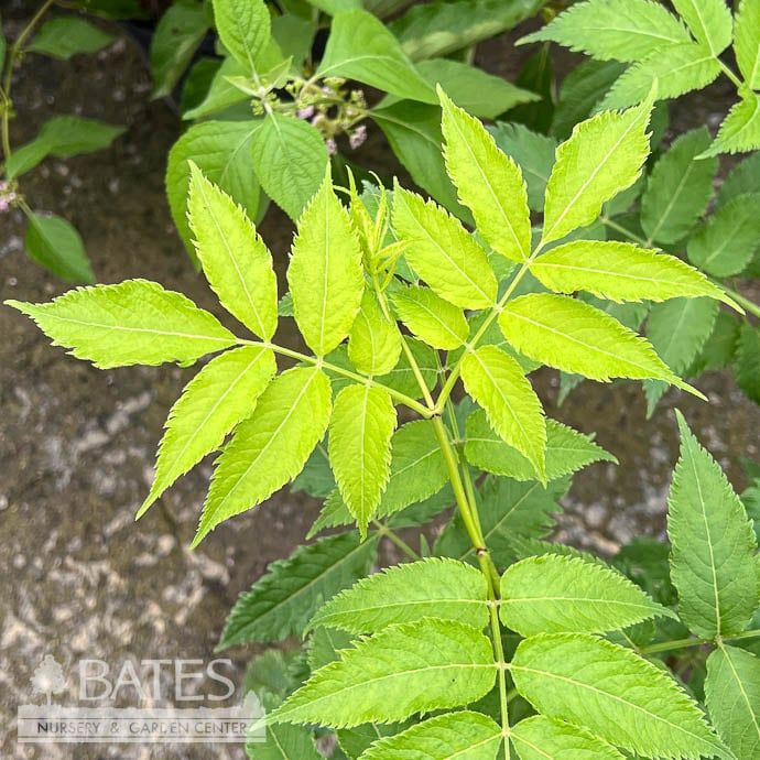 #2 Sambucus nigra Serenade/ Elderberry Native (TN)