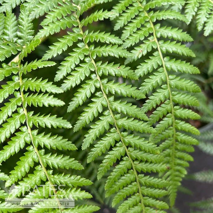 Tropical #5 Dicksonia Antarctica/ Tasmanian Tree Fern