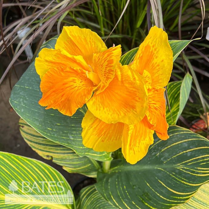 Tropical #1 Canna ind Tropicanna 'Gold'/ Variegated  - No Warranty