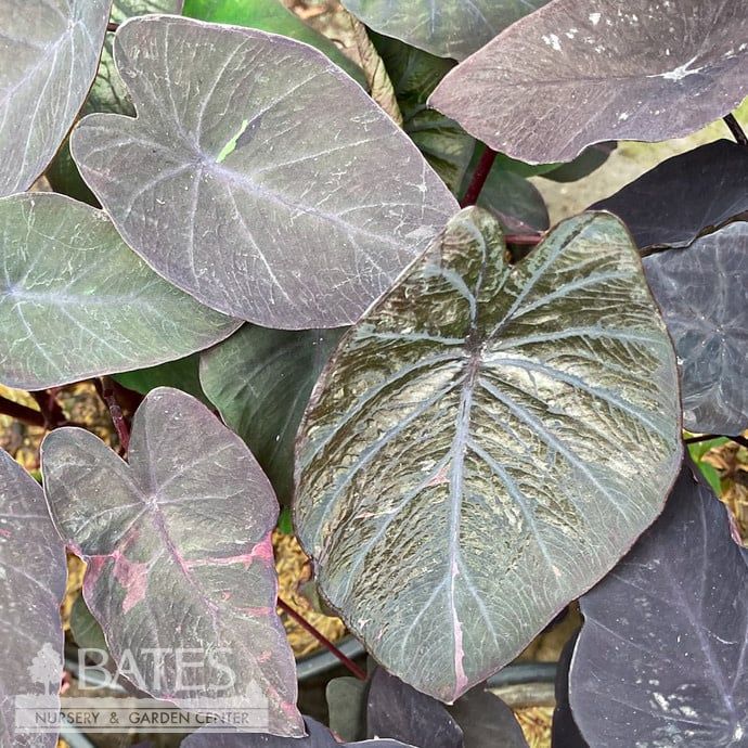 Tropical #3 Colocasia x SL Black Ripple/ Elephant Ear - No Warranty