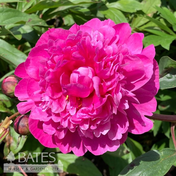 #2 Paeonia x Felix Crousse/ Double Magenta Red Peony