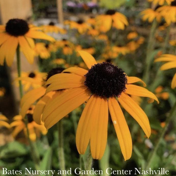 #1 Rudbeckia ful var deamii/ Black-Eyed Susan