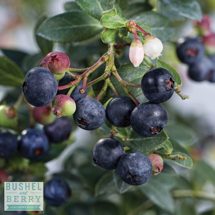 Edible #2 Vaccinium myr x cory Bushel and Berry &#39;Blueberry Buckle&#39;/ Blueberry
