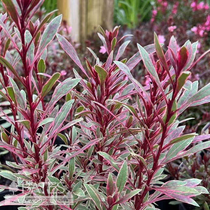 #1 Gaura lin Passionate Rainbow/ Wandflower