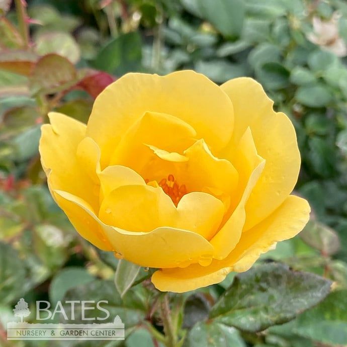 #2 Rosa Grace N&#39; Grit &#39;Yellow&#39;/ Shrub Rose - No Warranty