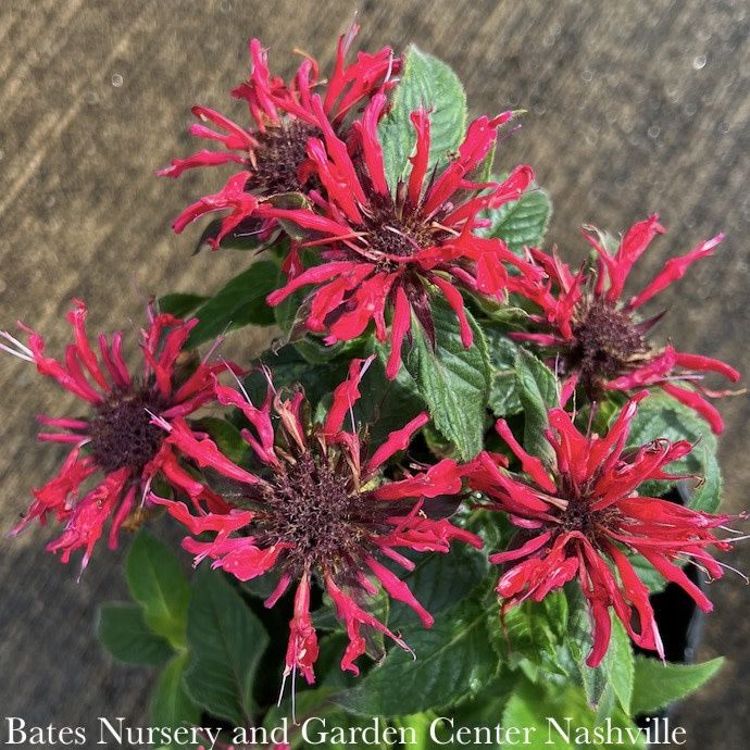 #1 Monarda x Sugar Buzz &#39;Cherry Pops&#39;/ Red Beebalm