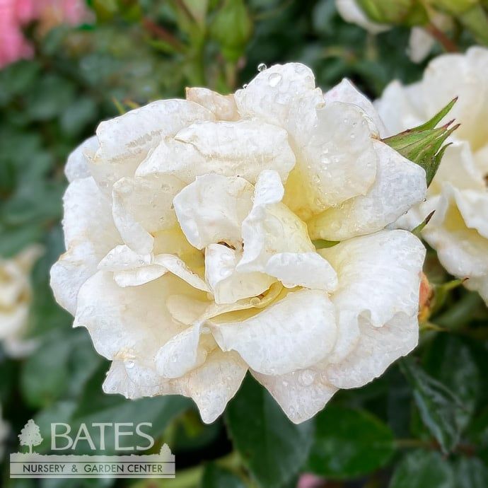 #3 Rosa Popcorn Drift/ Pale Yellow Groundcover Rose - No Warranty