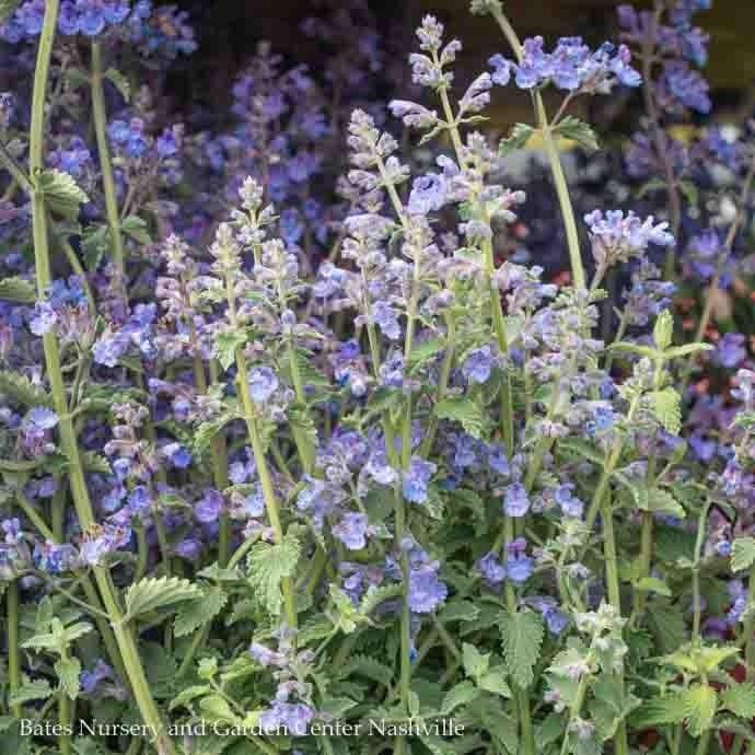 #1 Nepeta x Walker&#39;s LOW/ Compact Catmint