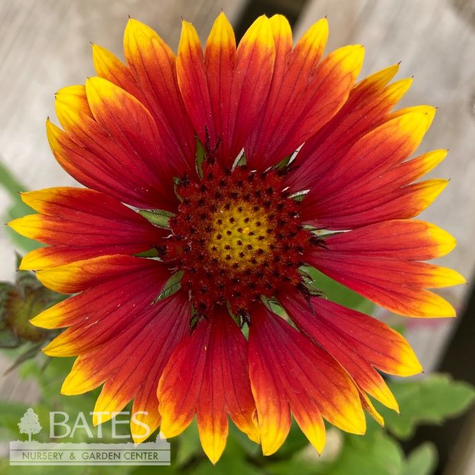 QP Gaillardia Goblin/ Blanket Flower