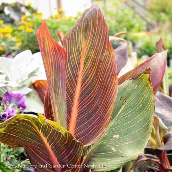 Tropical #2 Canna Tropicanna/ Orange  - No Warranty