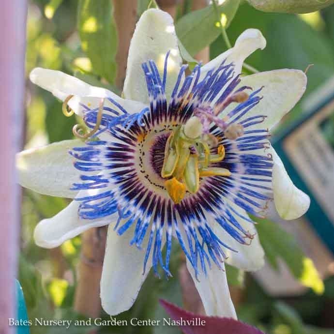 Seed Passion Flower Climbers