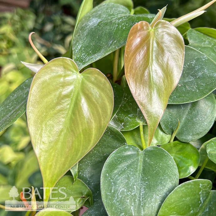 4p! Philodendron Cordatum /Tropical