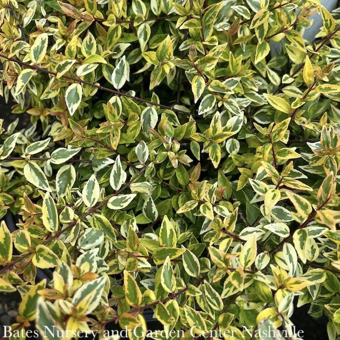 #3 Abelia x grand Kaleidoscope/ Variegated