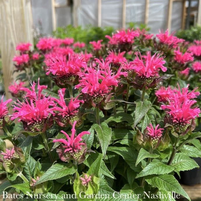 #1 Monarda x Sugar Buzz &#39;Bubblegum Blast&#39;/ Pink Beebalm