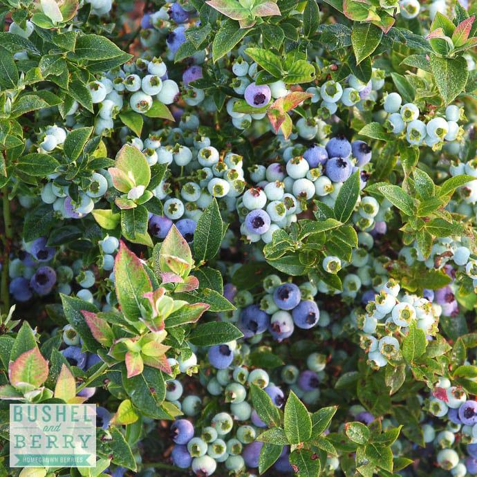 Edible #2 Vaccinium x Bushel and Berry &#39;Jelly Bean&#39;/ Dwarf Highbush Blueberry