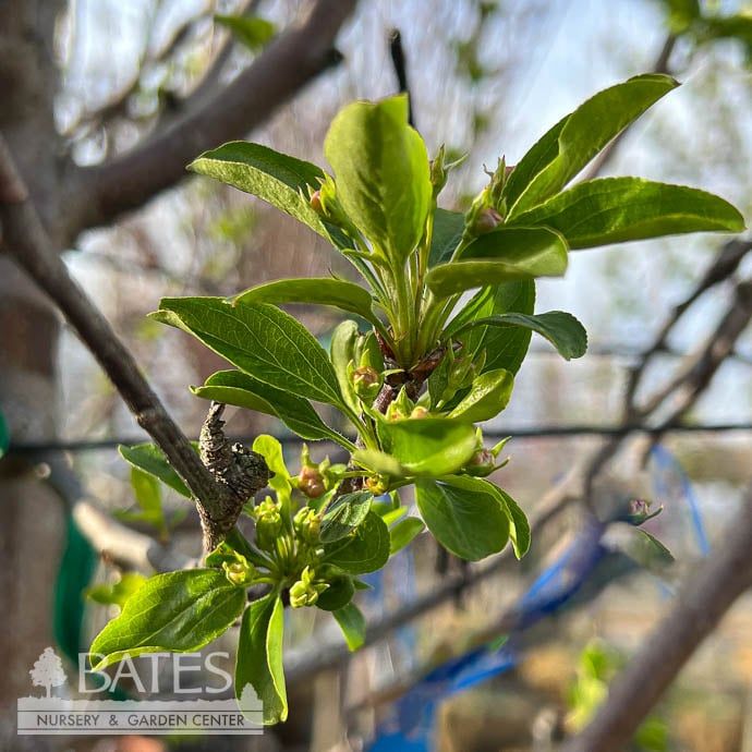 #30 Malus Red Jewel/ White  Compact Crabapple