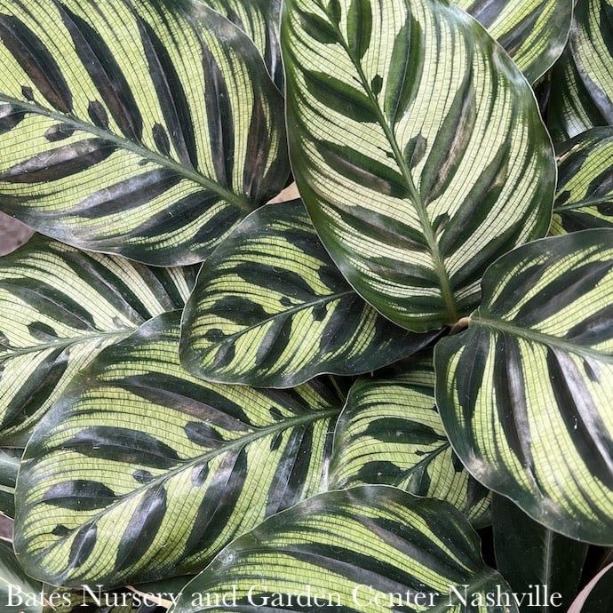 4p! Calathea Makoyana /Tropical