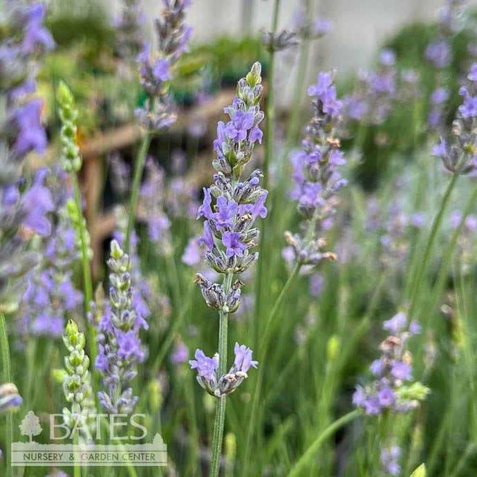10P Lavandula x int Grosso/ French Lavender - No Warranty