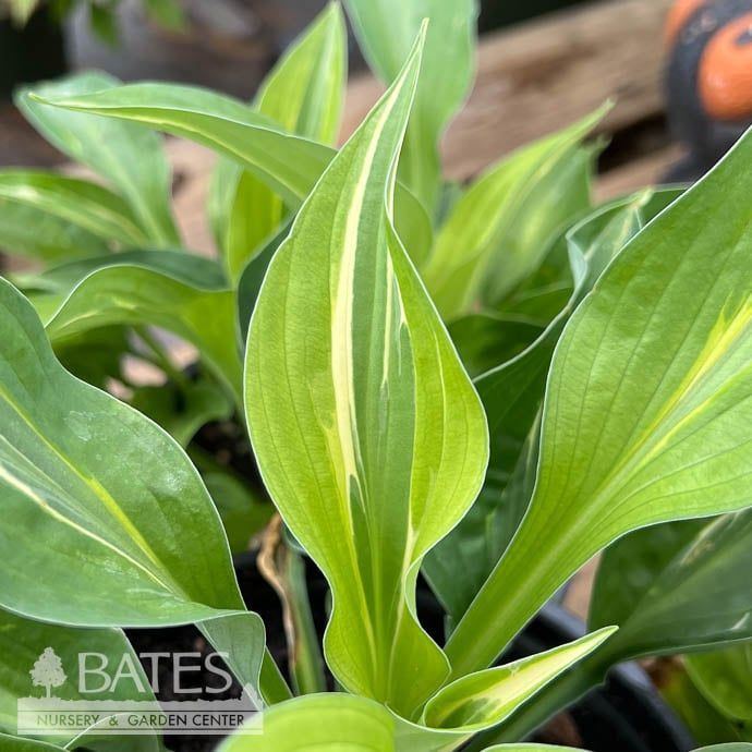 #1 Hosta Yellow Polka Dot Bikini/ Green w/ Yellow Margins