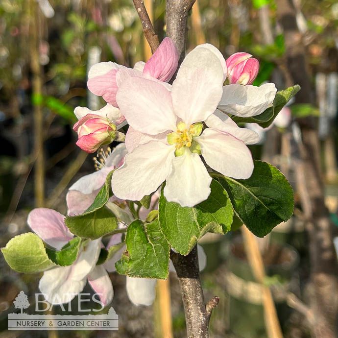 Edible #5 Malus STAYMAN Winesap/ Semi-dwarf Mid to Late Season Apple